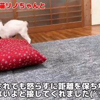 威嚇する子猫