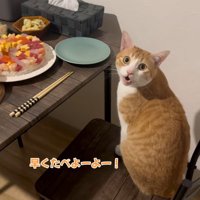 椅子の上で鳴いている猫