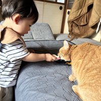 猫におもちゃをあげる赤ちゃん