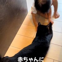床に寝そべっている猫と座っている赤ちゃん