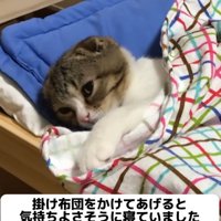 猫用ベッドでくつろぐ子猫