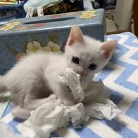 ティッシュ遊び