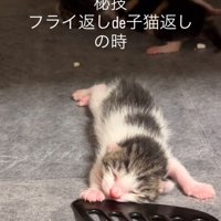 フライ返しで拾われる子猫