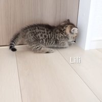 隅をかく子猫
