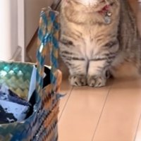 猫の足元