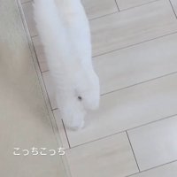 飼い主の先を歩く猫％