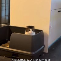 猫用トイレの中に座るスコティッシュフォールド