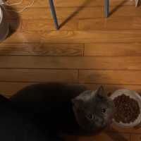 飼い主のそばでカメラを見上げる猫