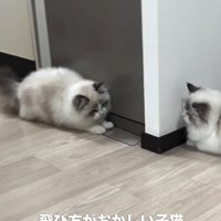 弟猫を狙う姉猫