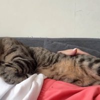 人のお腹の上で寝る猫