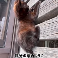 縁台の上に座る子猫