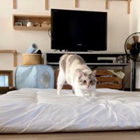 布団の上でこちらを見る猫