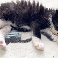 眠気に勝てない黒い子猫