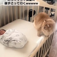 ベビーベッドの端で新生児を見つめる茶色猫