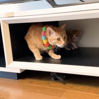うにくんと子猫