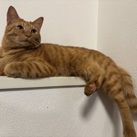 くつろぐ姿勢の茶トラ猫