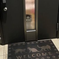 ドア前にいる猫