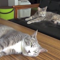 テーブルとソファーで横たわる猫