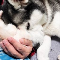 子猫に顔をくっつける犬