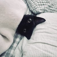 飼い主の隣で布団に入っている猫