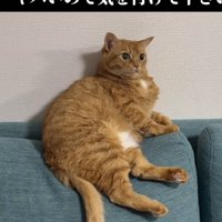 「茶トラ女子、周りにいたら...」のテロップ写真