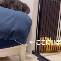 ベッドの下にフランマさんを追い詰めたアクアさん