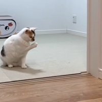 右手を上げたままの猫