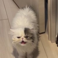口を開けて尾を下げ扉の側に立つ猫