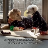 日向ぼっこをする犬と猫