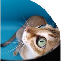 小型スタジオにいる猫