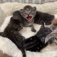 猫用ベッドの中の5匹の子猫