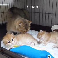 他の2匹といるチャロさん