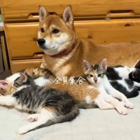 柴犬のまわりに集合している子猫たち