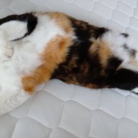 猫の寝姿