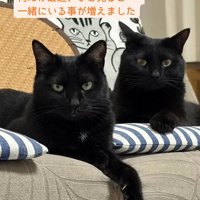 寄り添う2匹の猫