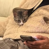 服の中に入る猫