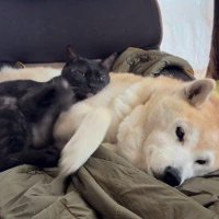 横になっている犬と猫