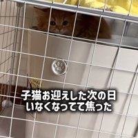 トイレの天井と二階の床の隙間にいる子猫