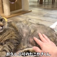 テロップ「お久しぶりの～」