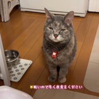 眠そうな顔の猫
