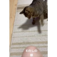 猫パンチしている猫