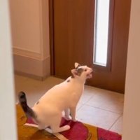 玄関で鳴く猫