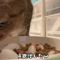 オヤツをかけてもらう