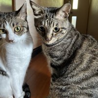 同じ姿勢で座る2匹