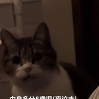 ママに向かって鳴くキジ白猫