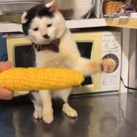 とうもろこしに向かって左前足を振り上げているお座りをした猫