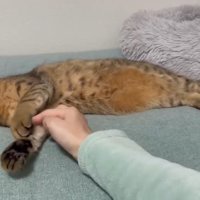 肉球にタッチ