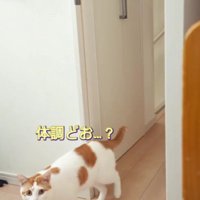 部屋に入ってくる猫