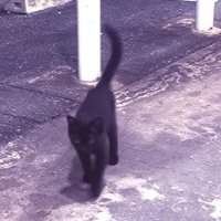 駐車場の前を歩く子猫