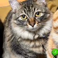 3匹の猫